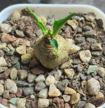 Load image into Gallery viewer, Euphorbia itremensis
