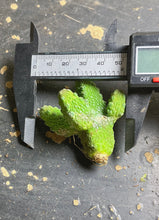 Load image into Gallery viewer, Pseudolithos mccoyi
