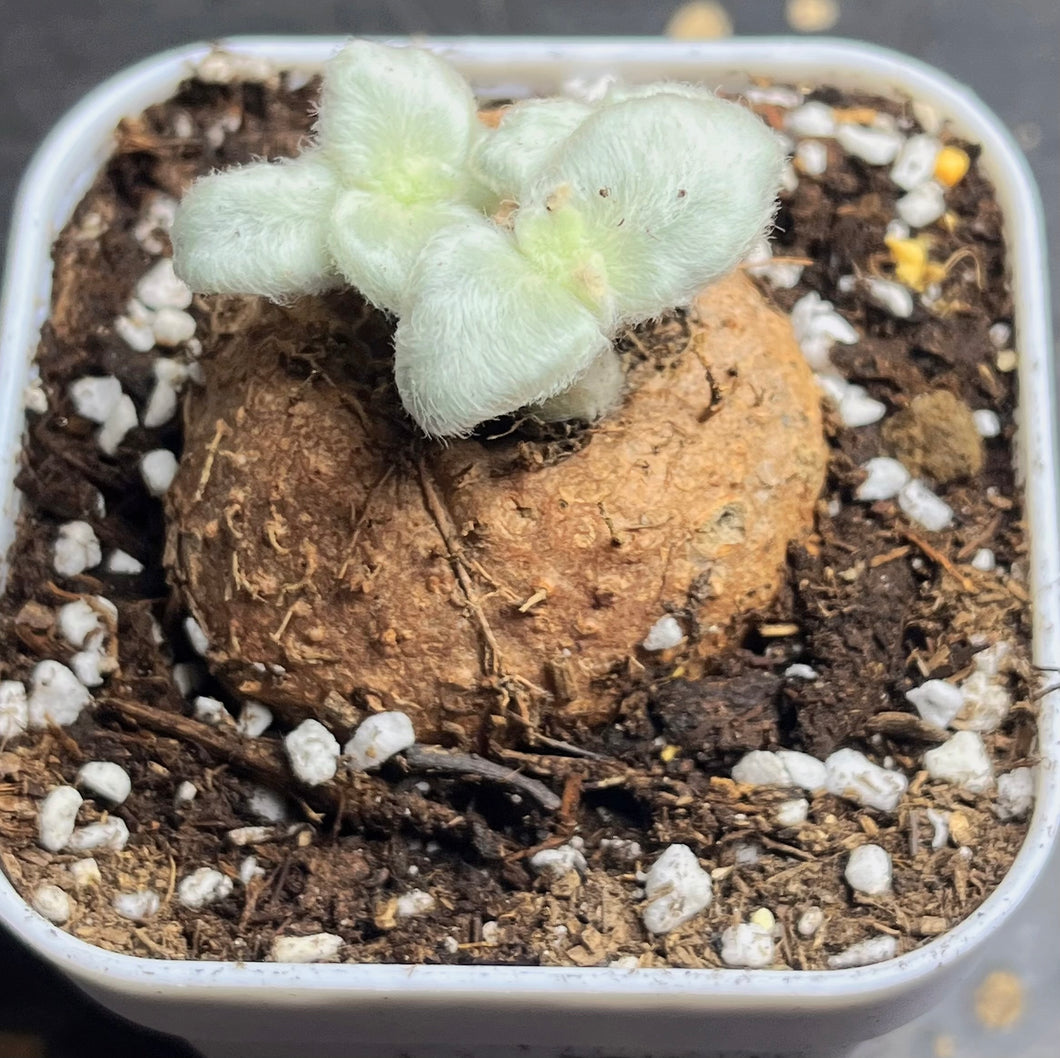 Sinningia leucotricha (Hoehne) H. E. Moore (bigger)