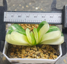Load image into Gallery viewer, Haworthia truncata  variegated
