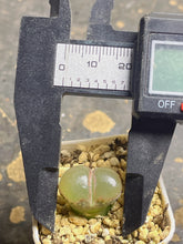 Load image into Gallery viewer, Conophytum Friedrichiae
