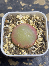 Load image into Gallery viewer, Conophytum Burgeri
