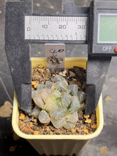 Load image into Gallery viewer, Haworthia obtusa variegated
