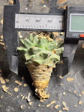 Load image into Gallery viewer, Turbinicarpus alonsoi

