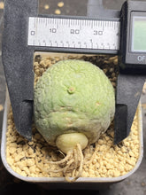 Load image into Gallery viewer, Pseudolithos migiurtinus
