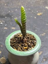 Load image into Gallery viewer, Bulbine bruynsii
