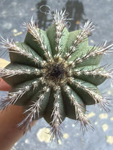 Load image into Gallery viewer, Uebelmannia
