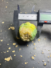Load image into Gallery viewer, Gymnocalycium achirasense v. orientale Variegated
