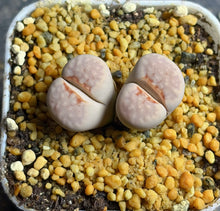 Load image into Gallery viewer, Lithops C183a hot Lips
