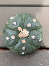 Load image into Gallery viewer, Astrophytum asterias
