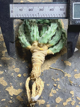 Load image into Gallery viewer, Euphorbia inermis
