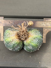 Load image into Gallery viewer, Astrophytum asterias
