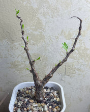 Load image into Gallery viewer, Senna meridionalis
