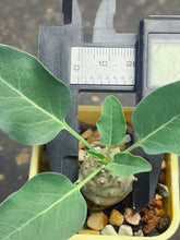 Load image into Gallery viewer, Euphorbia globulicaulis
