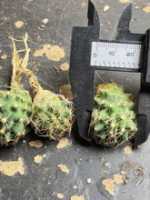 Load image into Gallery viewer, Austrocactus coxii （each）
