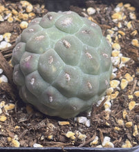 Load image into Gallery viewer, Tephrocactus geometricus

