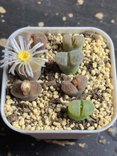 Load image into Gallery viewer, Conophytum Friedrichiae (each)
