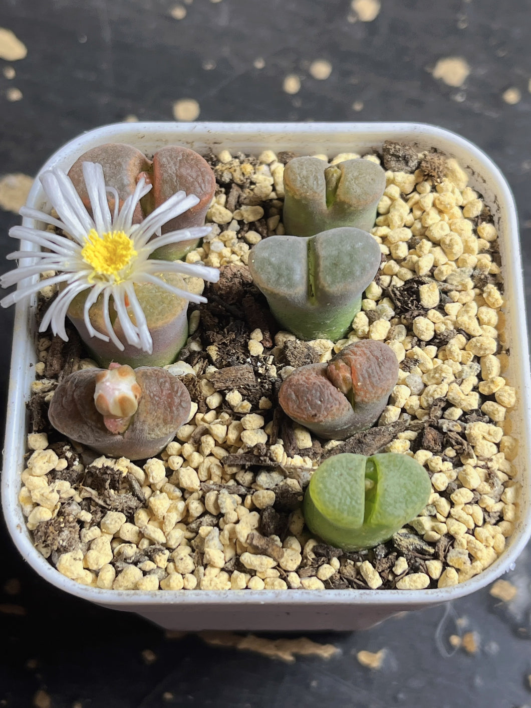 Conophytum Friedrichiae (each)