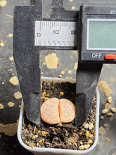 Load image into Gallery viewer, Lithops C309a ‘cafe Lait’
