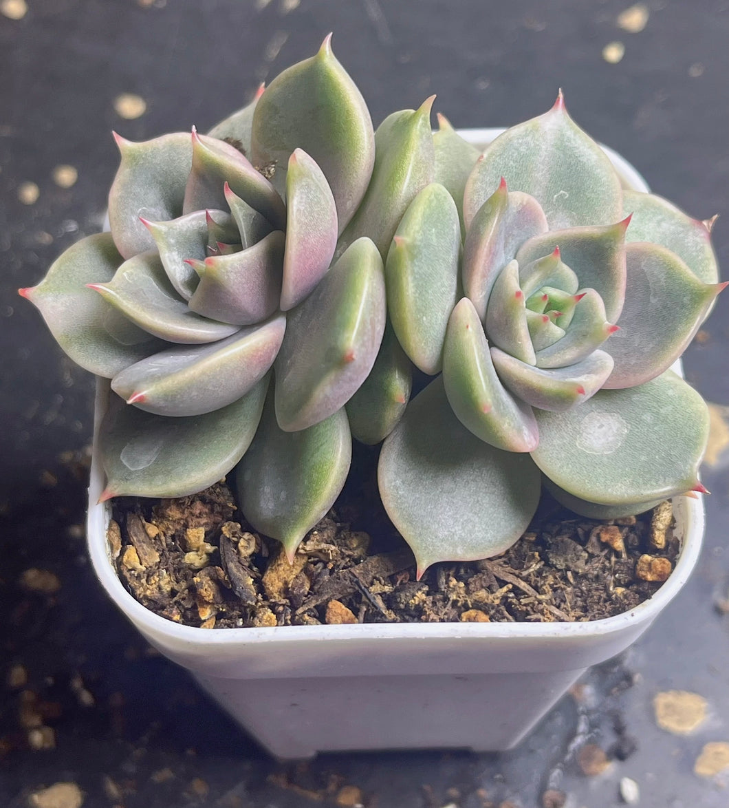 Succulent Lake Baikal variegated