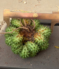 Load image into Gallery viewer, Euphorbia susannae
