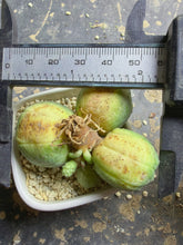 Load image into Gallery viewer, Euphorbia obesa
