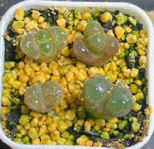 Load image into Gallery viewer, Conophytum Friedrichiae (whole pots)
