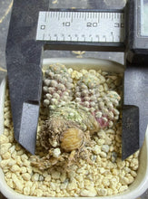 Load image into Gallery viewer, Mammillaria theresae f. albiflora
