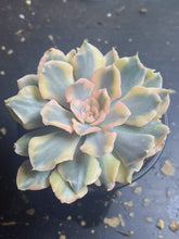 Load image into Gallery viewer, Echeveria riviera variegated
