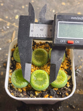 Load image into Gallery viewer, C48a Lithops Aucampiae

