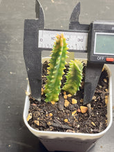 Load image into Gallery viewer, Huernia zebrine variegated
