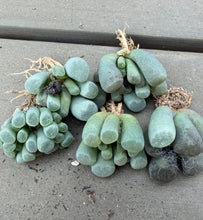 Load image into Gallery viewer, Frithia humilis（each）
