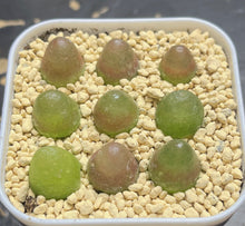 Load image into Gallery viewer, Conophytum Burgeri （each）
