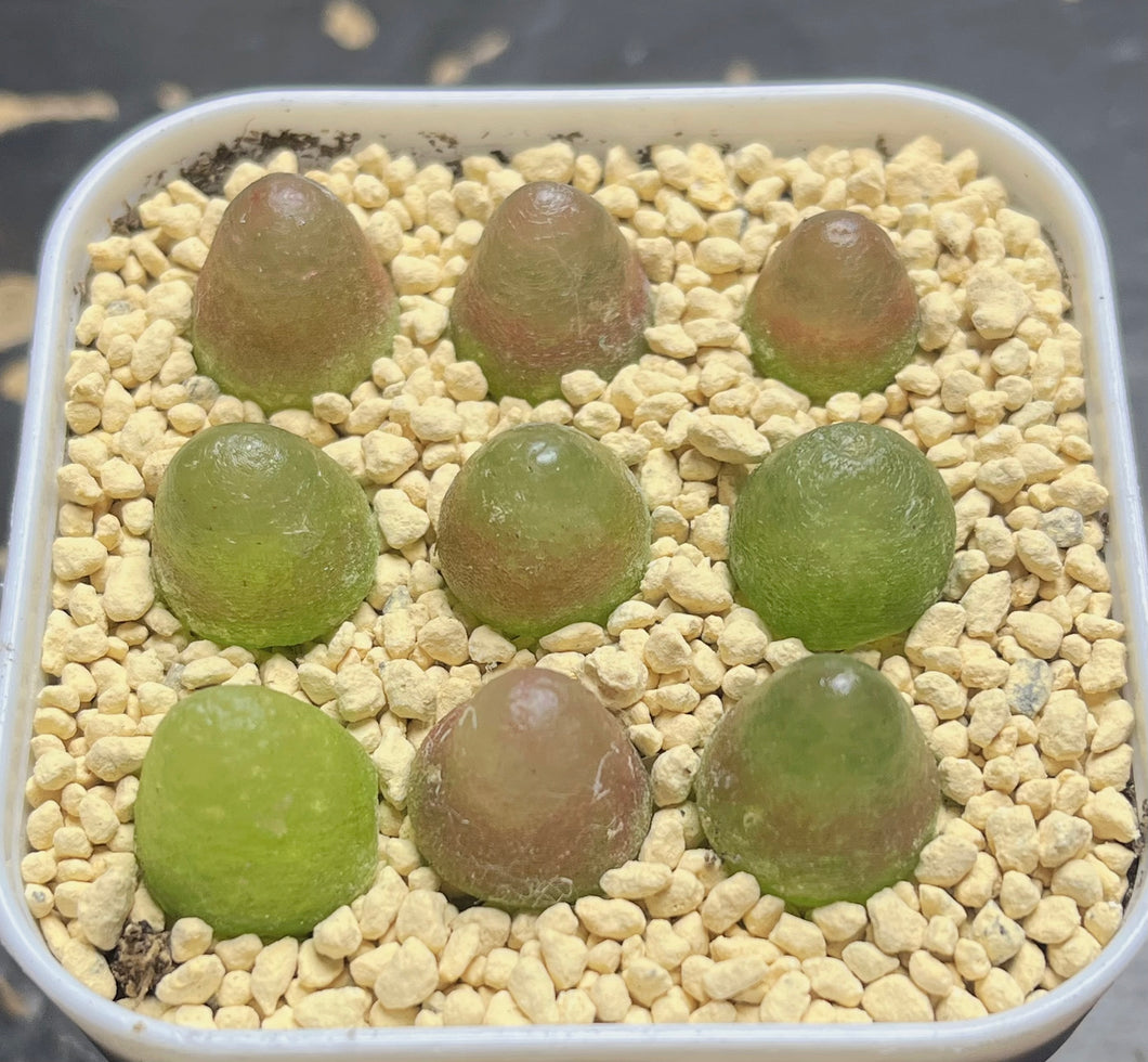 Conophytum Burgeri （each）