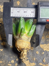 Load image into Gallery viewer, Ariocarpus Godzilla
