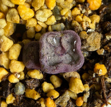Load image into Gallery viewer, Conophytum cubicum（2‑headed）
