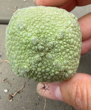 Load image into Gallery viewer, Pseudolithos cubiformis
