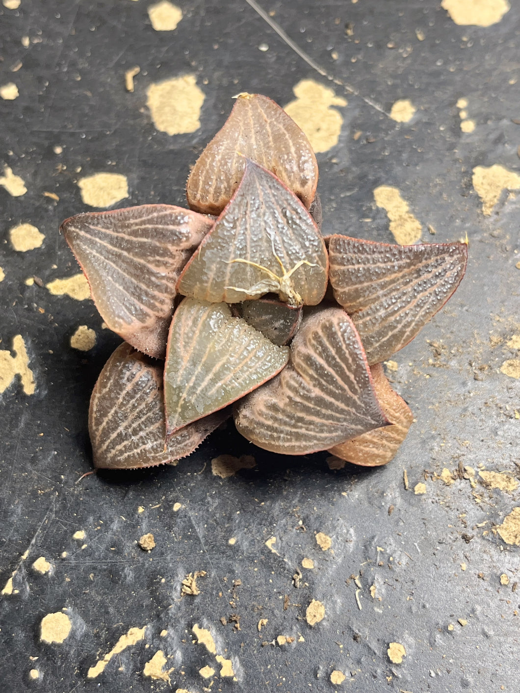 Haworthia pygmaea var. argenteo-maculosa