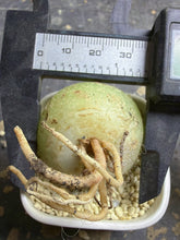 Load image into Gallery viewer, Bowiea volubilis
