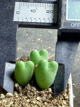Load image into Gallery viewer, Conophytum bilobum
