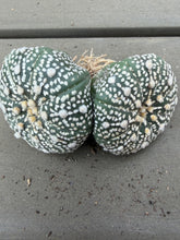 Load image into Gallery viewer, Astrophytum asterias
