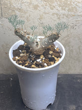 Load image into Gallery viewer, Sarcocaulon peniculinum
