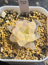Load image into Gallery viewer, Haworthia obtusa variegated
