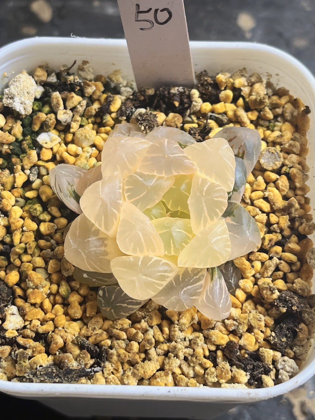 Haworthia obtusa variegated