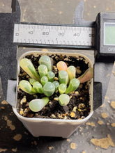 Load image into Gallery viewer, Fenestraria rhopalophylla （baby toes)variegated
