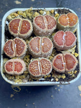 Load image into Gallery viewer, Lithops julii &#39;Kikusiyo Giyoku&#39;
