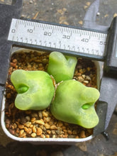Load image into Gallery viewer, Conophytum Maughanii
