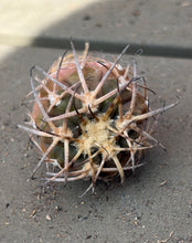 Load image into Gallery viewer, Gymnocalycium spegazzinii
