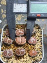 Load image into Gallery viewer, Lithops julii 'Kikusiyo Giyoku'(each)
