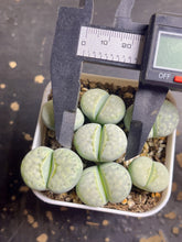 Load image into Gallery viewer, Lithops C297A &#39;Peppermint Creme
